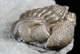 Wide, Enrolled Eldredgeops Trilobite - Ohio #55450-1